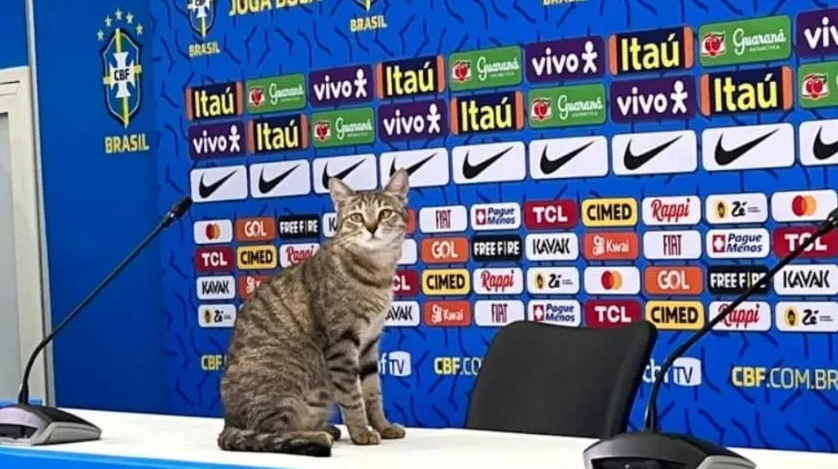 SchneiderARG's tweet photo. Cuidado, o gato vigia. https://t.co/k9wPNosQEO