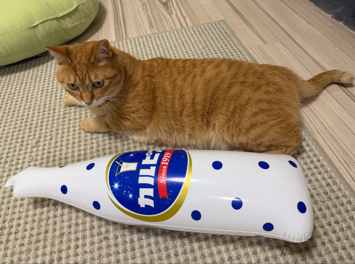 kunyan_kainyan's tweet photo. 「お前、変わり果てた姿に…」
と思ってそうな目線ですが、クウちゃんが呼んでも来てくれなかったのでクウちゃんの代わりにカルピス並べました https://t.co/2lPNvRUYYQ