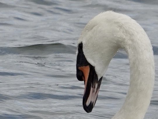 loosemum's tweet photo. #SwanDay 1&2 Ravensthorpe reservoir 30/6/26 3&4 Stanford reservoir 4/7/26 https://t.co/iRpREXTjZf