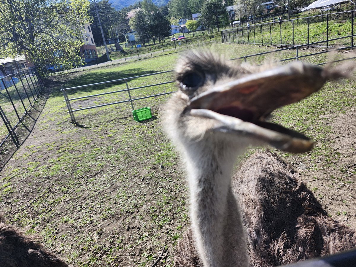 dachouostrich's tweet photo. おはようございます✨
雨降りの今日
早く梅雨が明けないかな〜
と思いながら

本日もみはらしダチョウ計画
実際中!

今週もよろしくお願いします😊なの〜
 #みはらしファーム  #ダチョウ  #鳥好き  #拡散希望  #応援  #ありがとう  #動物好き https://t.co/B9flrnn6lC
