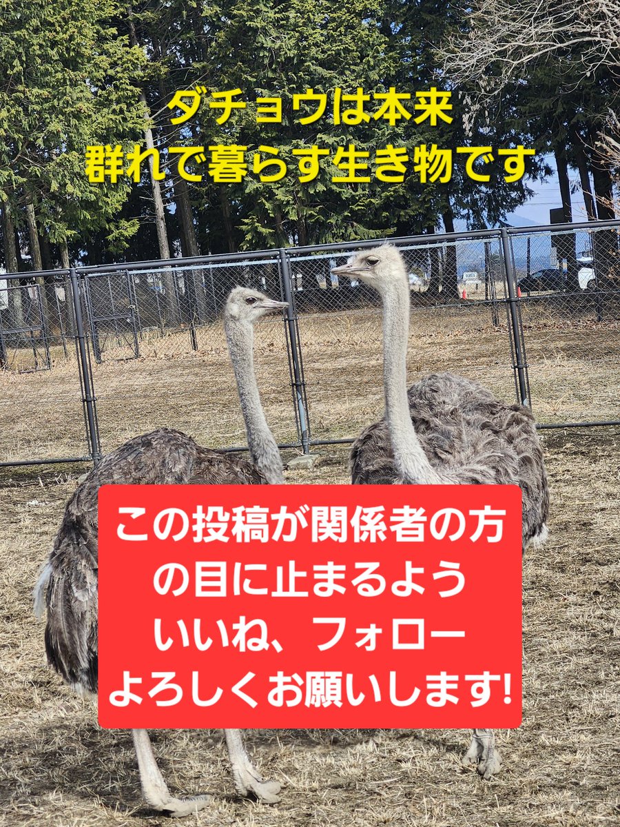 dachouostrich's tweet photo. おはようございます✨
雨降りの今日
早く梅雨が明けないかな〜
と思いながら

本日もみはらしダチョウ計画
実際中!

今週もよろしくお願いします😊なの〜
 #みはらしファーム  #ダチョウ  #鳥好き  #拡散希望  #応援  #ありがとう  #動物好き https://t.co/B9flrnn6lC