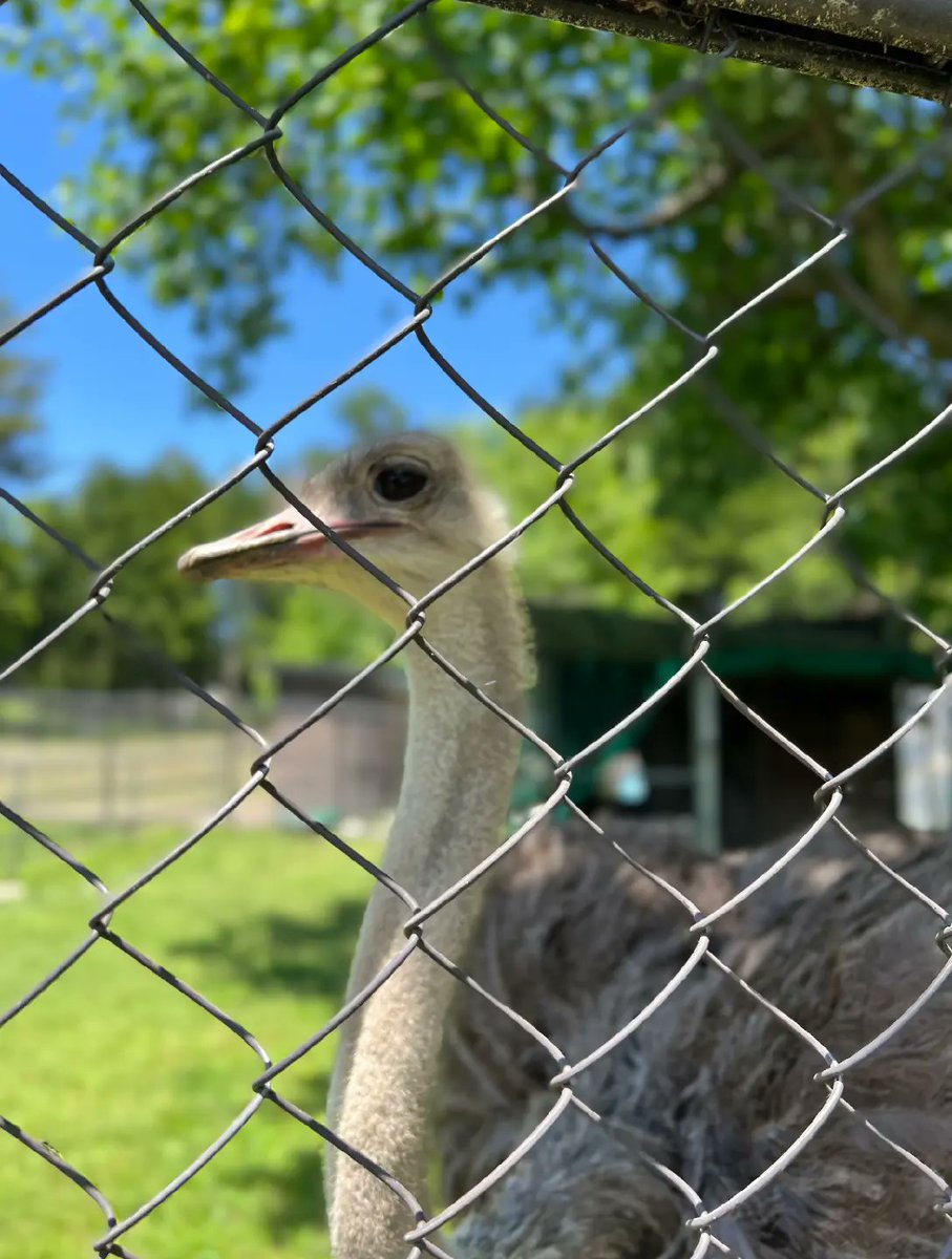 dachouostrich's tweet photo. おはようございます✨
雨降りの今日
早く梅雨が明けないかな〜
と思いながら

本日もみはらしダチョウ計画
実際中!

今週もよろしくお願いします😊なの〜
 #みはらしファーム  #ダチョウ  #鳥好き  #拡散希望  #応援  #ありがとう  #動物好き https://t.co/B9flrnn6lC