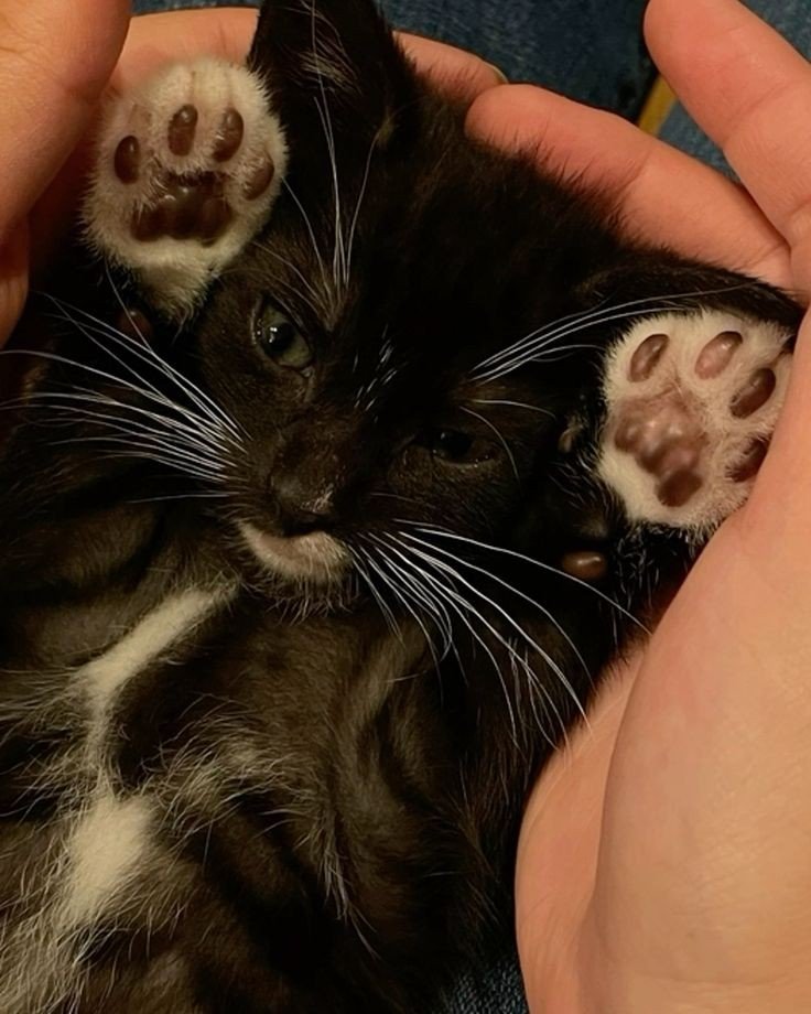 apokittuna's tweet photo. rawr https://t.co/kE0uYCSaHt