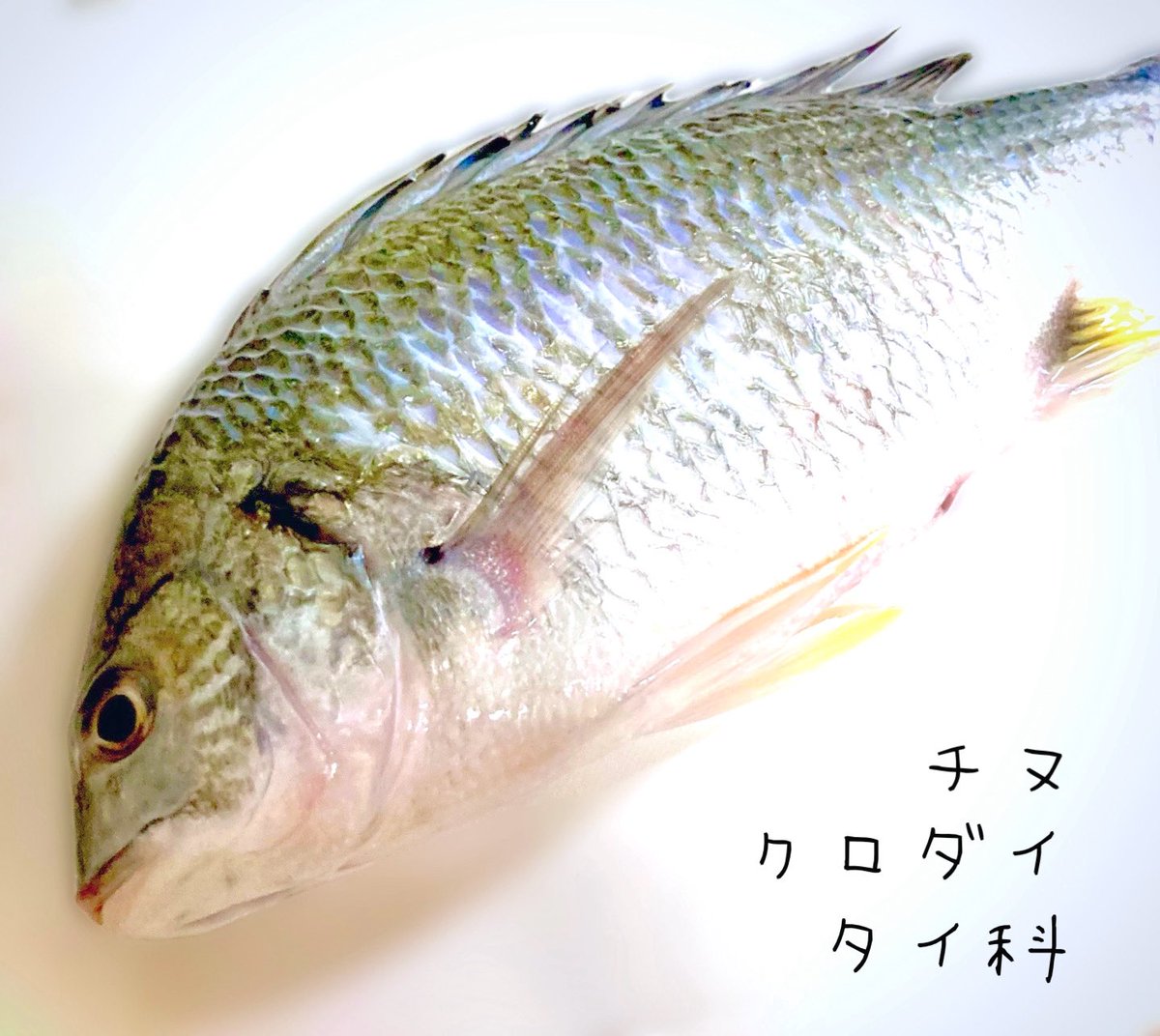 usafusafusa's tweet photo. チヌってどんな味？🐟
調べたら「クロダイ」のこと
なんだって🐟ε(˙o˙ з )з 

「まるごとチヌ定食💗」✨
刺身と焼魚と煮魚と

ふわっとした白身がうまい
皮の湯引きも全部
おいしかったぁ〜💕(๑´ㅂ`๑)

生は漬け丼にしたよ🐟
ごちそうのお値段１匹298円🥢 https://t.co/wvaC6detbN