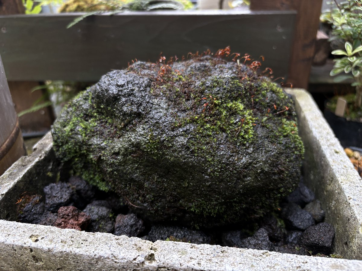 苔のむすまで1105日目 ---- 健やかなる日も病める日も 石に水を掛けます