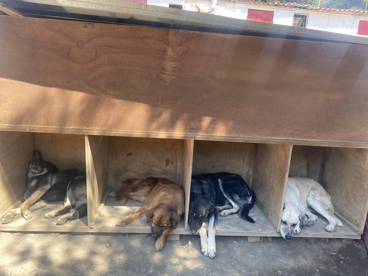 RefugiOceaniCAN's tweet photo. ¡URGENTE COMIDA PARA LA MANADA! 🍚😭

Buenas noticias: YA tenemos croquetas para los 9 bebés 💛 Gracias con el alma por ellos.

Pero familia Oceanican... los abuelitos y parte de la población aún no tiene completo su almuerzo hoy, pensamos que sí alcanzaban pero no.

Ellos también merecen comer. Los viejitos con pancita sensible no pueden pasar horas sin alimento. Se bajan, se deprimen, se enferman.

VAMOS A IR CORRIENDO A COMPRAR CROQUETAS PARA:
1. Abuelitos de Oceanican 
2. Toda la población adulta

Cada kilo cuenta. Cada puño de croquetas es un estómago lleno y una cola moviendo.

**Datos a nombre de Areli:**
Azteca - Clabe: 127180013445630838
Banorte - Clabe: 072180013252156100  
BBVA - Clabe: 012180029738436107

https://t.co/1pRdLdaRx7: https://t.co/CmmanDpGdG

Concepto: donación Croquetas 🙏🏼

Si prefieres donar croquetas en especie:

🐾 O vamos por ellas.

a nombre de Areli
https://t.co/1pRdLdaRx7: https://t.co/CmmanDpGdG

Porfa ayúdennos a completar su desayuno. 💔

Millones de gracias y bendiciones por no dejarlos solos 🫶🏼

#CroquetasParaTodos #NingúnAbuelitoSinDesayunar #Oceanican #AyudaUrgente #YSISÍqueSíSePuede
