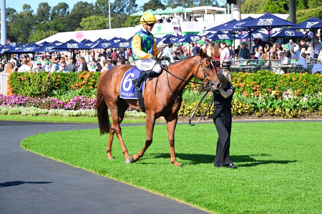tonygollan's tweet photo. 💥TRACKSIDE WINNER OF THE WEEK 💥
Our #WinnerOfTheWeek presented by Trackside Photography is Balance The Books.
4yo mare Balance The Books (Capitalist x Shuwaamekh) won the BM80 Hcp 1200m at the Sunshine Coast on Saturday ridden by Ben Thompson & strapped by Taylor Ratten. https://t.co/TuM758Ku4k