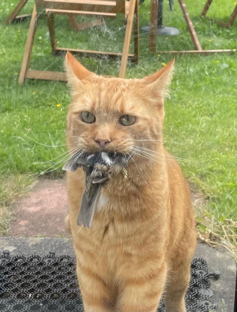ZachUK4's tweet photo. 3x lounge wins with pix now (3 2nd places with him too) 

here's a photo of beans to go with it https://t.co/bHGCH35zKc