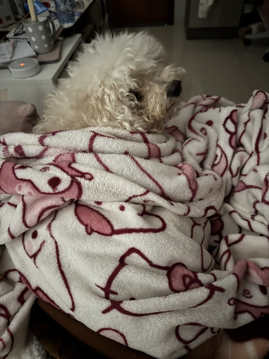 fuwanne's tweet photo. o cachorro anti suicídio que me deram quando eu tinha 14 anos e só pensava em morrer https://t.co/7fuxeArZVn
