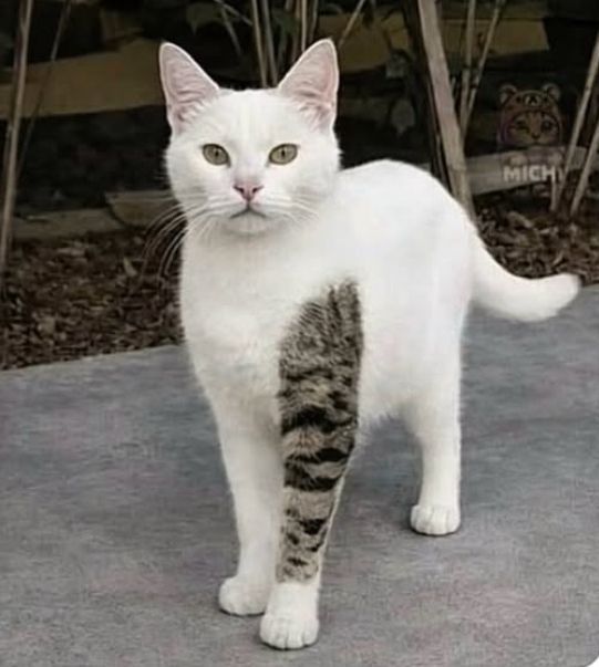 Cats_ooc's tweet photo. She has a sleeve tattoo https://t.co/CTlRQ0bosd