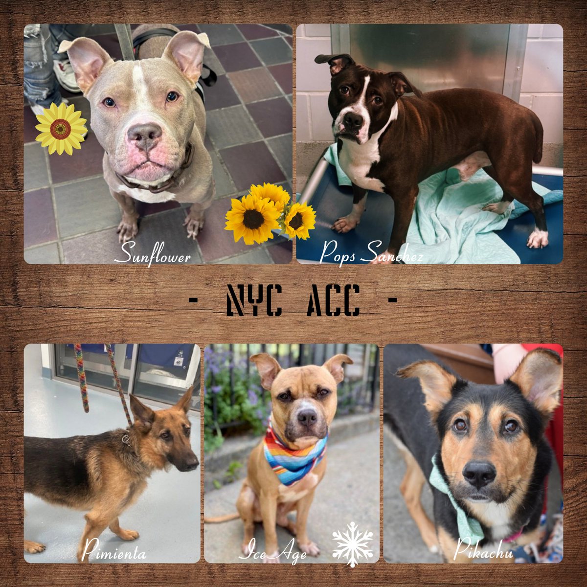 Ice Age killed Sunflower killed Pimienta reserved Atlas Axel added