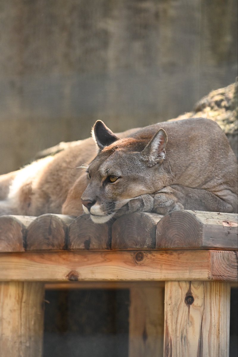puma_abc's tweet photo. ニーナさんで、おはようございます☀️

 #盛岡市動物公園
 #ZOOMO
 #ニーナ さん
 #ピューマ https://t.co/ONkQVXRn6j