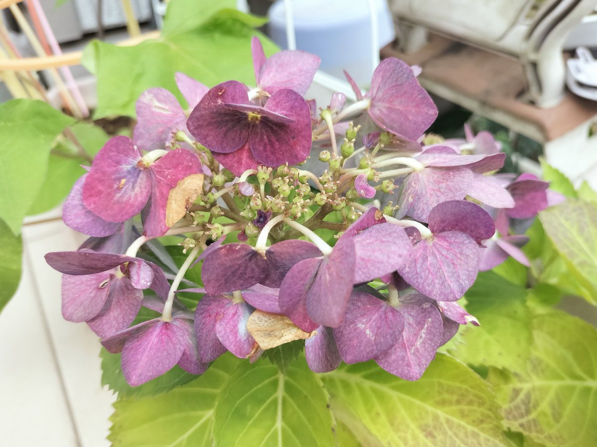 yuko_508's tweet photo. おはようございます☁
梅雨空が続いてます

紫陽花の色が渋い紫色になり2度目を楽しんでます💜
 #朝空  #TLを花でいっぱいにしよう https://t.co/PzhqiVCVX2