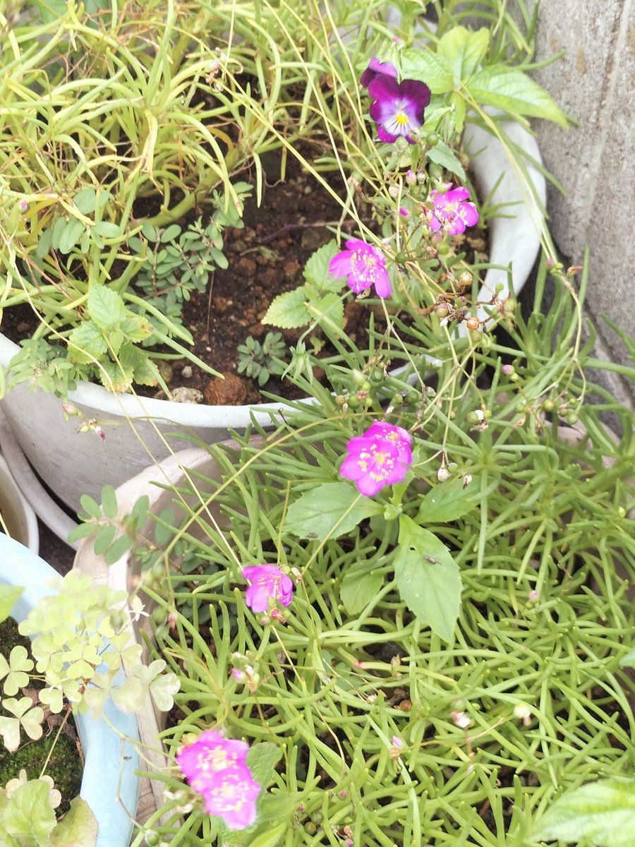 yuko_508's tweet photo. おはようございます☁
梅雨空が続いてます

紫陽花の色が渋い紫色になり2度目を楽しんでます💜
 #朝空  #TLを花でいっぱいにしよう https://t.co/PzhqiVCVX2