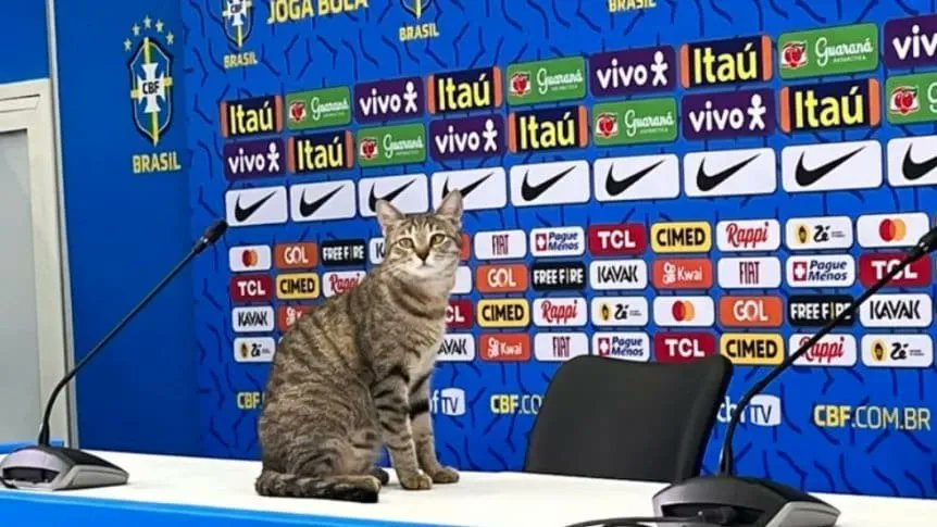 DemianKidd's tweet photo. Vinicius Rodrigues se debe estar acordando de este chad, y se debe estar queriendo colgar de los huevos https://t.co/zuS5njlTZF