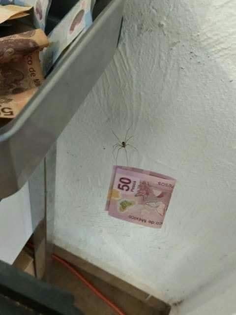 Animalesaprieto's tweet photo. Puedo permitir que vivas en mi casa, pero que me robes eso no. https://t.co/wmFJ9H75in