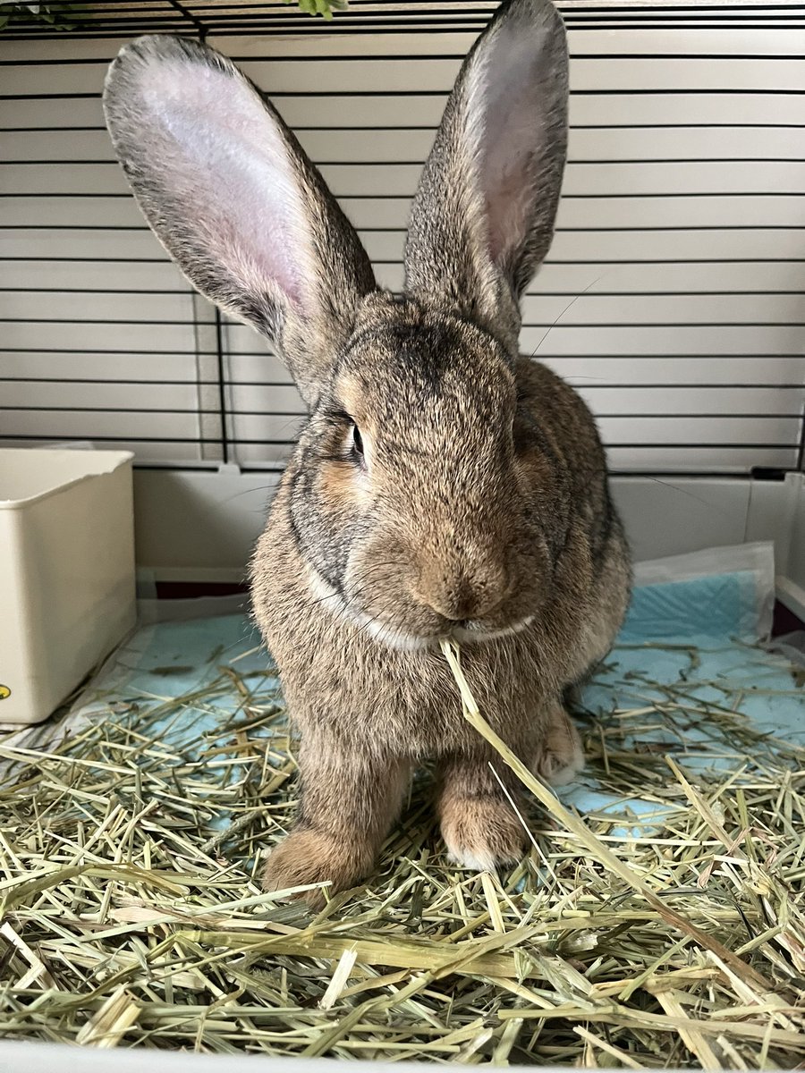 flemish_c_giant's tweet photo. 朝からチモってて珍しく「おはよう」に飛んで来なかったので、調子が悪いのかと不安になるも、ごはんは完食、その後おしっこうんちは大量。一定時間くつろいで、またチモりはじめて、魔法が解けてうさぎになってしまったんじゃないかと飼い主の調子が狂う朝
#琥珀は元気です https://t.co/5bf99erxLG