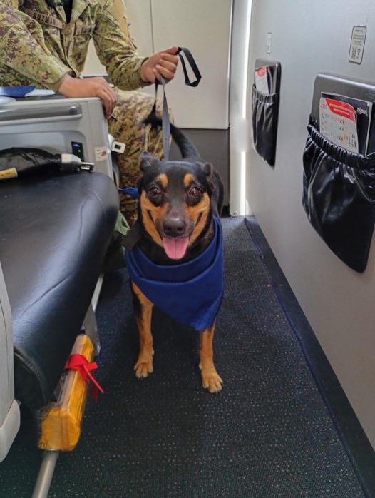 LaCapitalNews's tweet photo. #ÚltimaHora | FÉNIX TENDRÁ UNA NUEVA MISIÓN TRAS SER RESCATADA EN VENEZUELA

La perrita Fénix, rescatada entre los escombros durante la misión humanitaria salvadoreña en Venezuela, llegó a El Salvador, donde iniciará su entrenamiento para integrarse a la Unidad Humanitaria de Rescate (UHR) y participar en futuras labores de búsqueda y rescate.