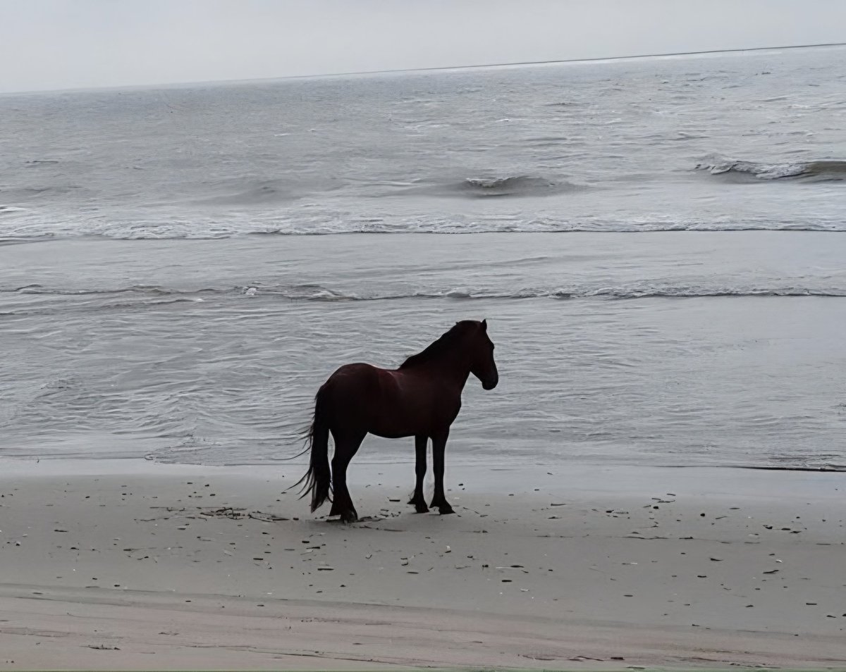 Bekashorses's tweet photo. Bek as horses, pondering by the ocean https://t.co/MszhKGH4VU