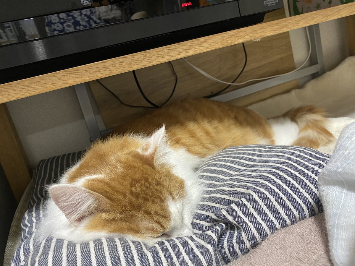 朝起きたら横にこれが