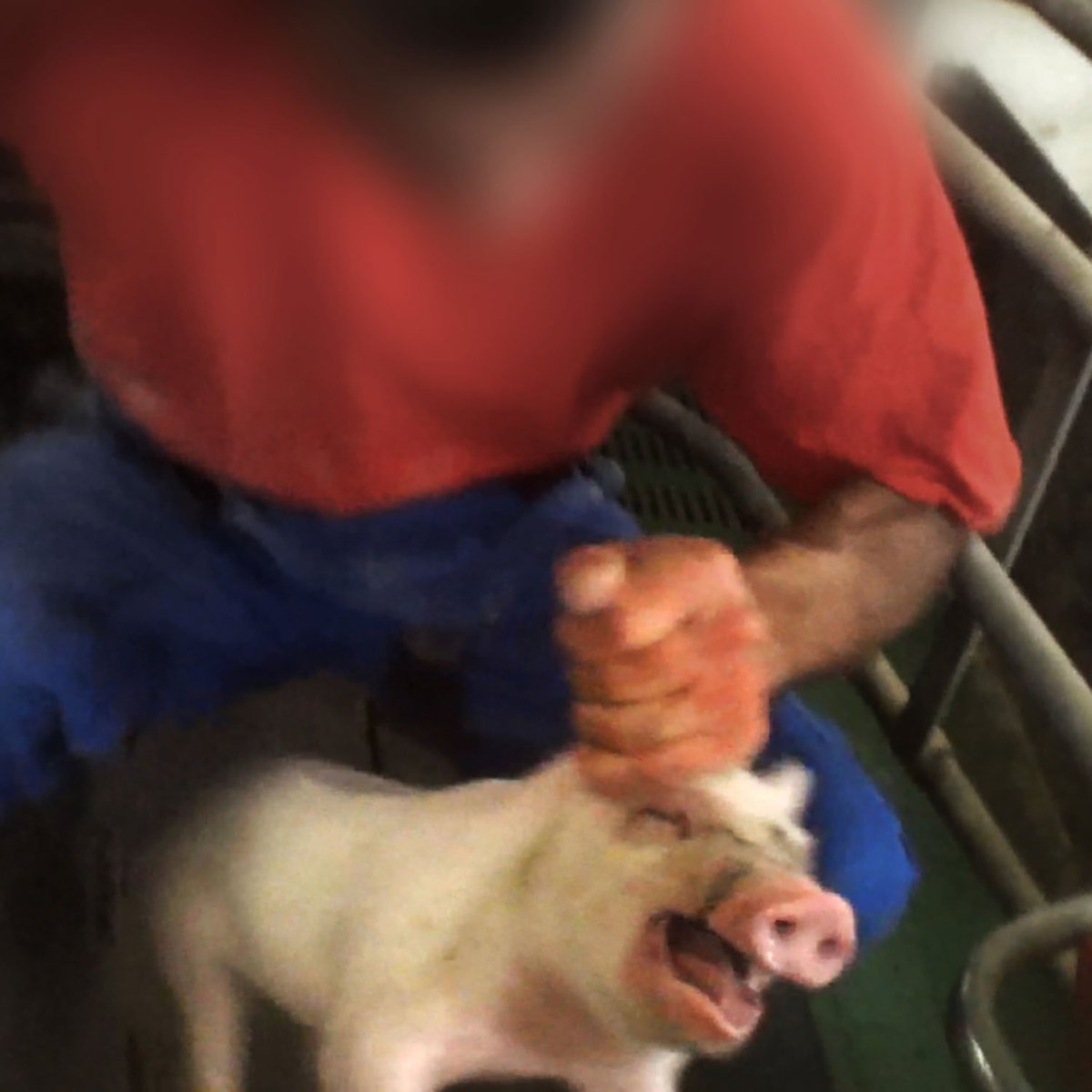 CarnismDebunked's tweet photo. “Cruelty to animals is as if man did not love God . . . there is something so dreadful, so satanic, in tormenting those who have never harmed us, who cannot defend themselves, who are utterly in our power.”
— Cardinal John Henry Newman https://t.co/fwTNArZHNm