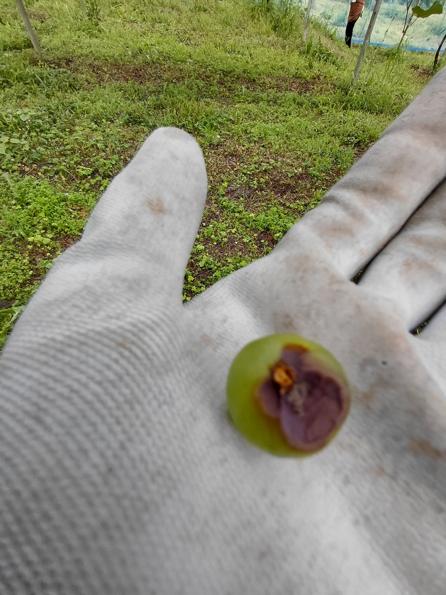 osepon_'s tweet photo. 疲れた…これなあに？花かすで腐ったのかなーめちゃくちゃベリーAにありますぞ😭 https://t.co/dNPgr3WzZT