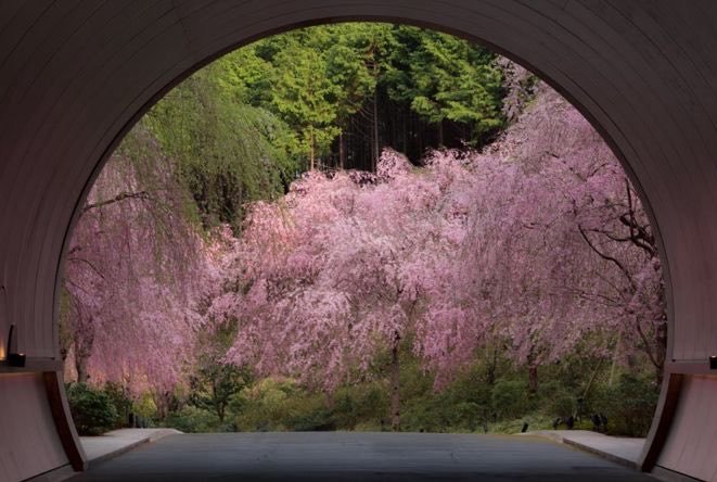 elyradream's tweet photo. one of my favorite things in the world is trees 🌳 https://t.co/bsK55Vc8WF