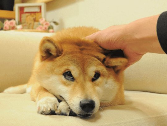 MannaTheCreator's tweet photo. One DOG to rule them all. https://t.co/3fMyc9Y2Wm
