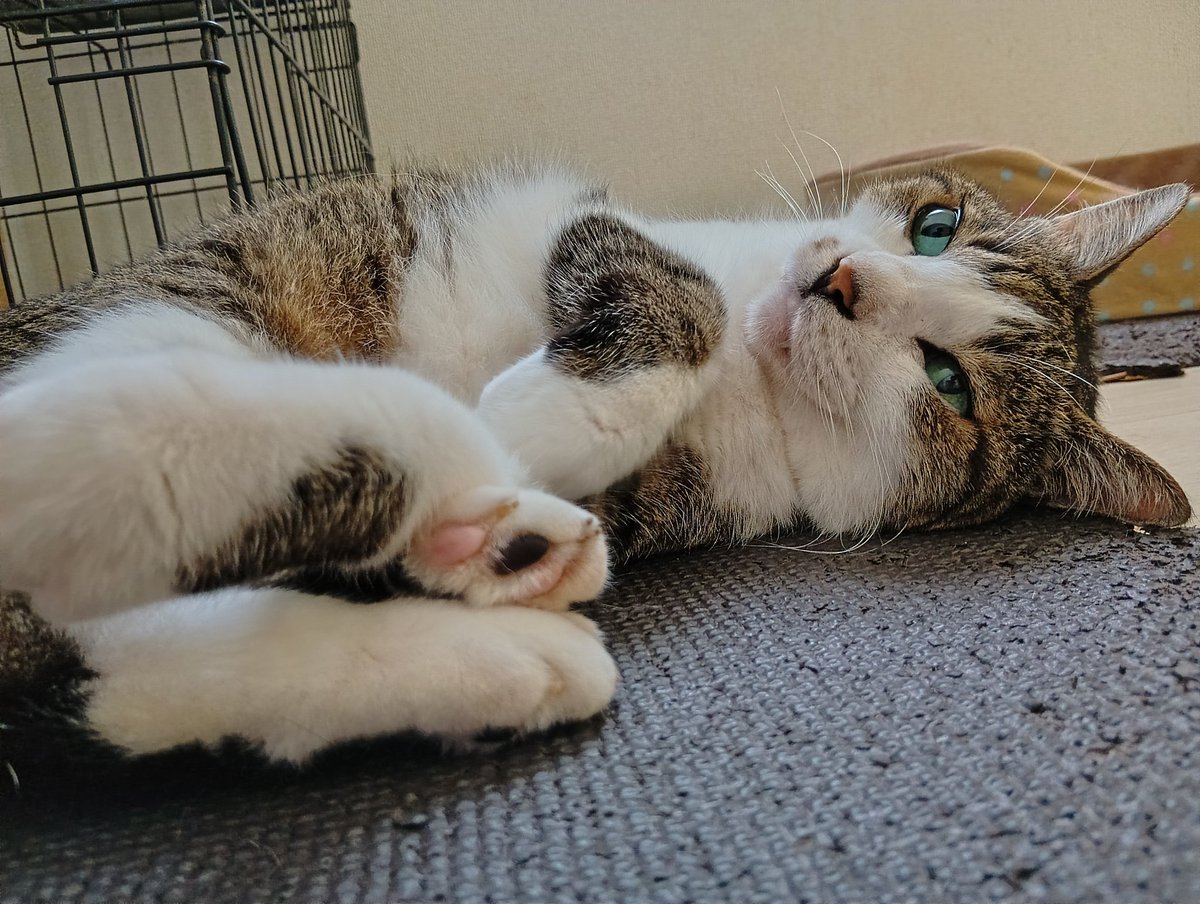 margaret_2003_'s tweet photo. おはよーございます😃
今週も猫さん達のようにマイペースに行こうと思います😸
リリィが月曜日をお知らせします😊
#猫好きさんと繋がりたい https://t.co/qGQnJoyfDj