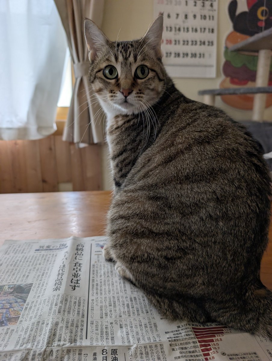 hotateyasan's tweet photo. 朝の定位置🐱 https://t.co/7BOpJZGKbn