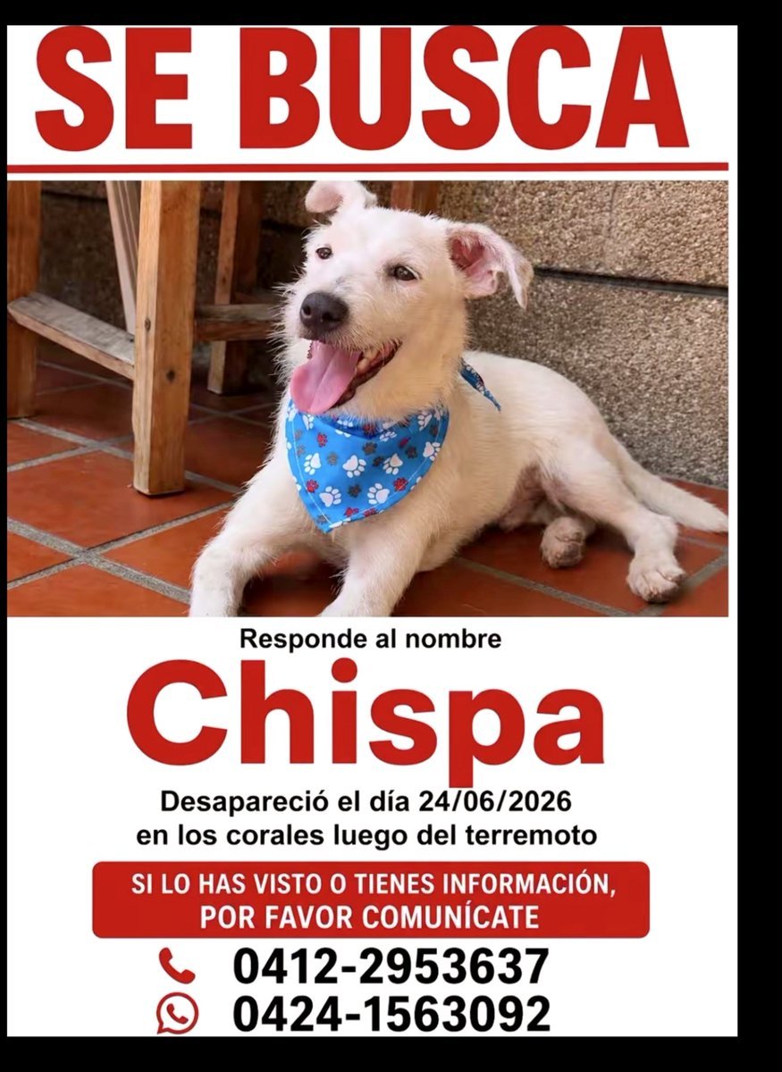PerroUsuario's tweet photo. RP @Mary_Jar: #LaGuaira Se busca a Chispa. 
Por favor, si la ven... Se agradece resguardo. https://t.co/8BsaXKXZGP