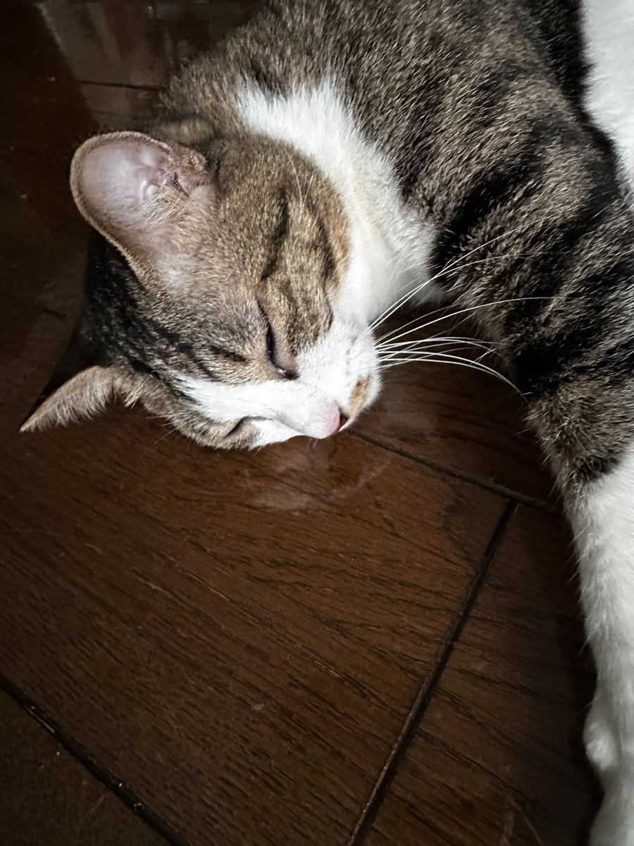 303Catlab's tweet photo. おはようございます。
朝のれあちゃんとななちゃそ
今日も天気悪い
#303CATLAB
#猫
#猫がいる幸せ 
#猫のいる暮らし https://t.co/1OZCBo2IHV