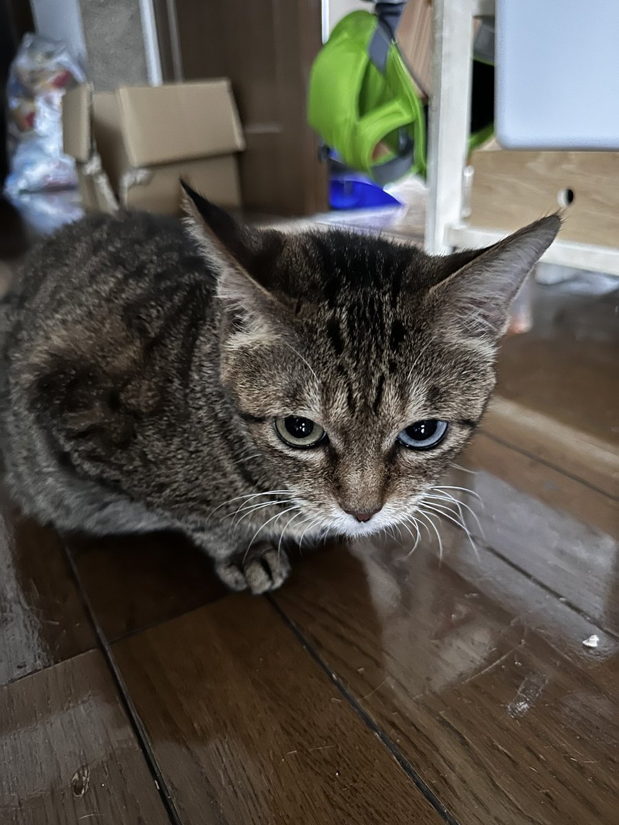 303Catlab's tweet photo. おはようございます。
朝のれあちゃんとななちゃそ
今日も天気悪い
#303CATLAB
#猫
#猫がいる幸せ 
#猫のいる暮らし https://t.co/1OZCBo2IHV