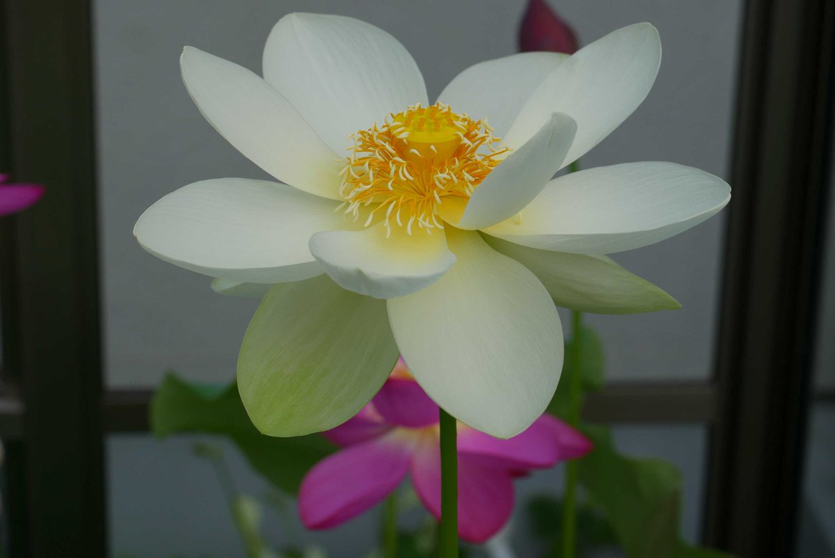 joudoji's tweet photo. おはようございます。
今朝(7月6日)の蓮開花はこちら👇

全体的に4日目の開花が多いので、状態の良い2日目を迎えたルイーズ・スローカム(右上)と初日を迎えた毎葉蓮(右下)のみお届けします。

また、3年前に導入した明光蓮は今まで開花に至りませんでしたが、今年初めて花芽が上がってきました！ https://t.co/DSPRRBavp3