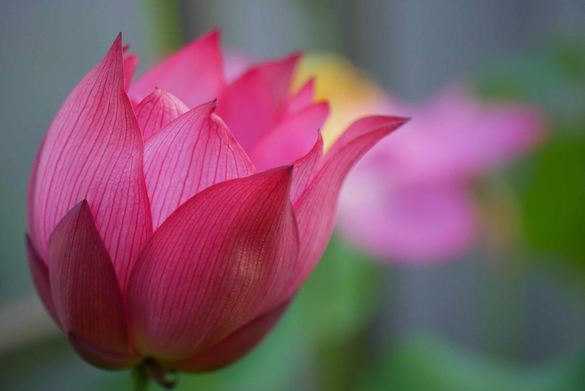 joudoji's tweet photo. おはようございます。
今朝(7月6日)の蓮開花はこちら👇

全体的に4日目の開花が多いので、状態の良い2日目を迎えたルイーズ・スローカム(右上)と初日を迎えた毎葉蓮(右下)のみお届けします。

また、3年前に導入した明光蓮は今まで開花に至りませんでしたが、今年初めて花芽が上がってきました！ https://t.co/DSPRRBavp3