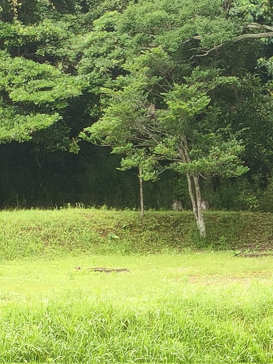 goodboy_max's tweet photo. お！🐒すげぇいっぱい居る！
今朝あった人の数より多い〜！
サルの惑星😱😱😱 https://t.co/saT2xz3xDX