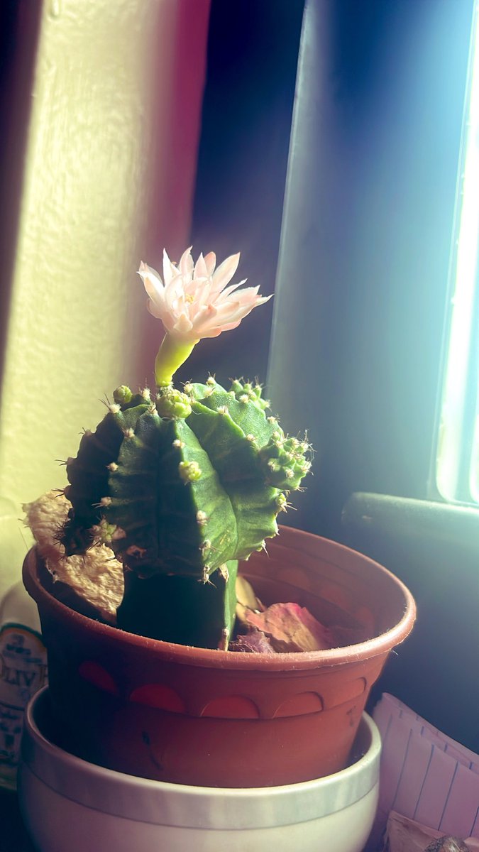 c0deblackout's tweet photo. holy fuck my cactus sprouted a flower 🥹 https://t.co/DGsSSlXSjM