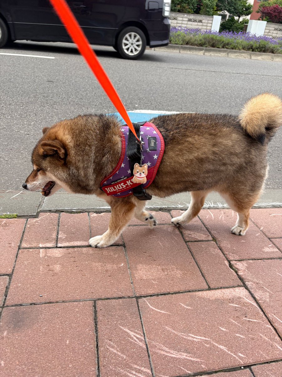 ご機嫌なお使い柴ちゃん❣️ おとーぽん💦 / あずはな (@shibainu_hanazu) / Posts / X