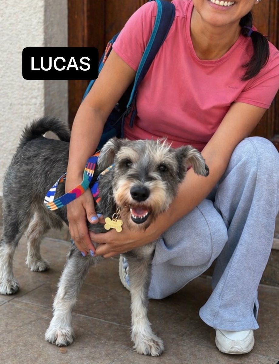 peravi's tweet photo. Me acabo de dar cuenta que no les he compartido todas las adopciones que he tenido desde el mes abril 🫠 y se mereces saber porque ustedes me ayudan un montón ❤️ comencemos 

Finales Felices #abril2026 
Lolita y Remi (dos perritos séniors) 
Chai y Matcha (bebés de oquendo) 
Lucas y Taby