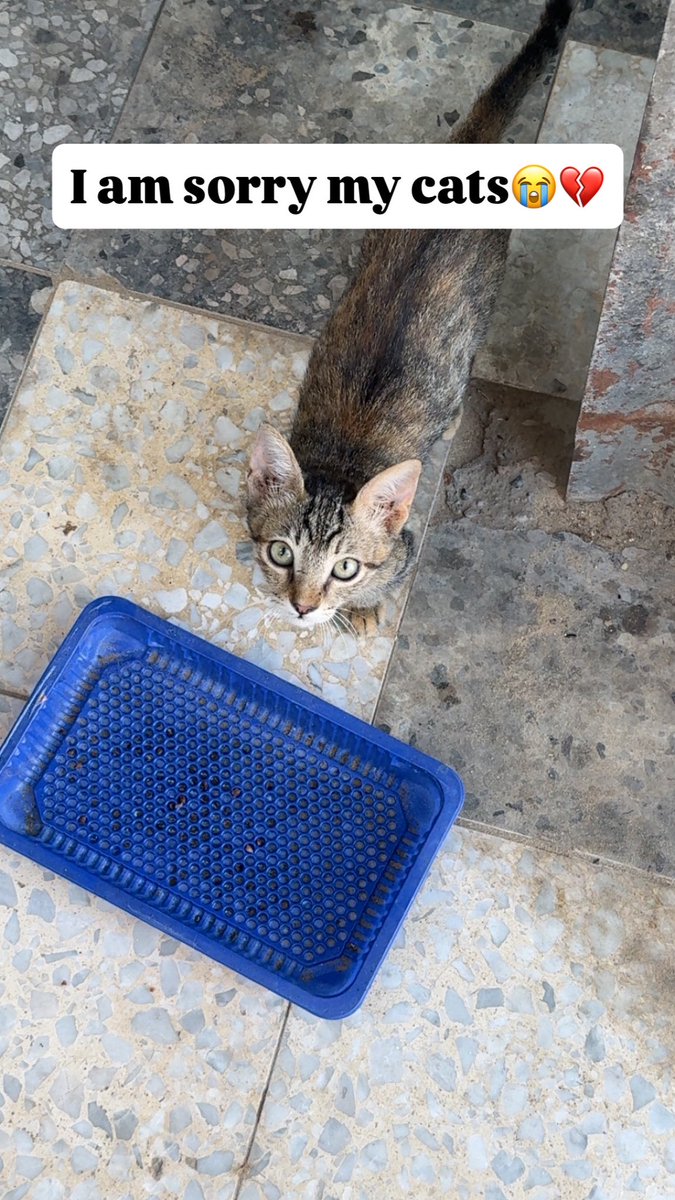 Mo7mmd30's tweet photo. I am so sorry for my cats because I can’t provide food for them.

Last year, I did everything I could to save my cat, Leo, but he died of hunger in Gaza because of the famine.

Today, I have four cats. One of them is a tiny kitten who can’t bear waiting for food, and another has a painful eye condition and is in urgent need of food.

I beg you to help me buy food for them.

https://t.co/hjLE6XBJNY