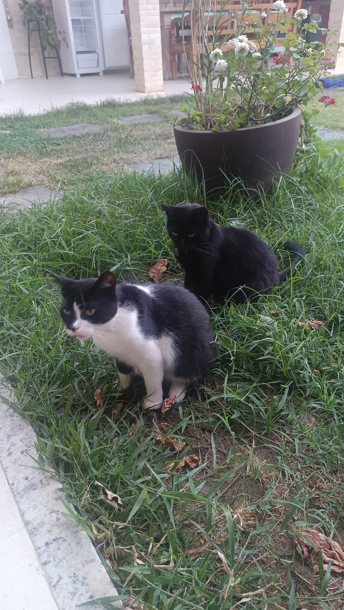 geogragor's tweet photo. meus gatos anti suicídio que adotei no mestrado 4 anos atrás https://t.co/yWCggAC9xv