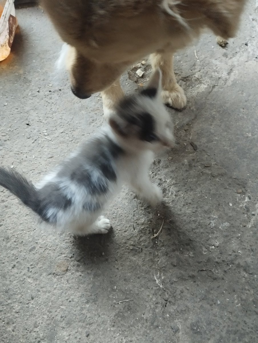DanielMiloslav's tweet photo. @szzorg 
Da li ima ko bi udomio mače?
Juče sam je na njivi našao mi već imamo 5 mačaka i tri psa.
Tesno nam.
Za prevoz bi se izorganizovalo.
Mače je kod N.S https://t.co/yabmyQyd34