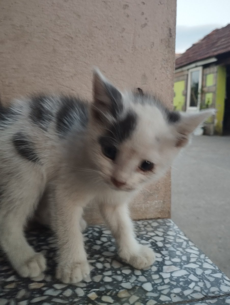 DanielMiloslav's tweet photo. @szzorg 
Da li ima ko bi udomio mače?
Juče sam je na njivi našao mi već imamo 5 mačaka i tri psa.
Tesno nam.
Za prevoz bi se izorganizovalo.
Mače je kod N.S https://t.co/yabmyQyd34