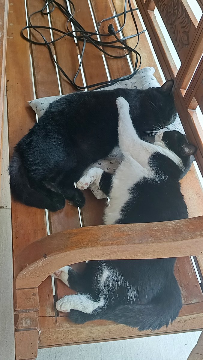 geogragor's tweet photo. meus gatos anti suicídio que adotei no mestrado 4 anos atrás https://t.co/yWCggAC9xv