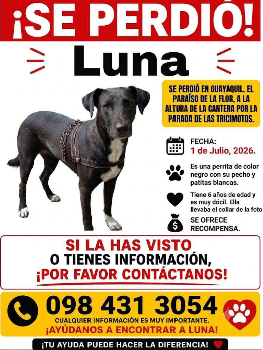 AlertaMePerdi's tweet photo. #ACTUALIZACION #PERDIDA #GUAYAQUIL
Nombre: #LUNA
Fecha: 2026-07-01
Sector: Norte, Fortin, Cantera, por la parada de las tricimotos
Sexo: Hembra
Raza: mestiza 
Observación: Color negro con pecho y patas blancas
Contacto: 0984313054
¡Ayúdalo a volver con su familia!
 #AlertaMePerdí https://t.co/tlREUUVPb2