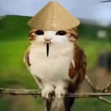 benzz100x's tweet photo. these are meowl 🐱🦉 pictures https://t.co/d6jslkdgXH