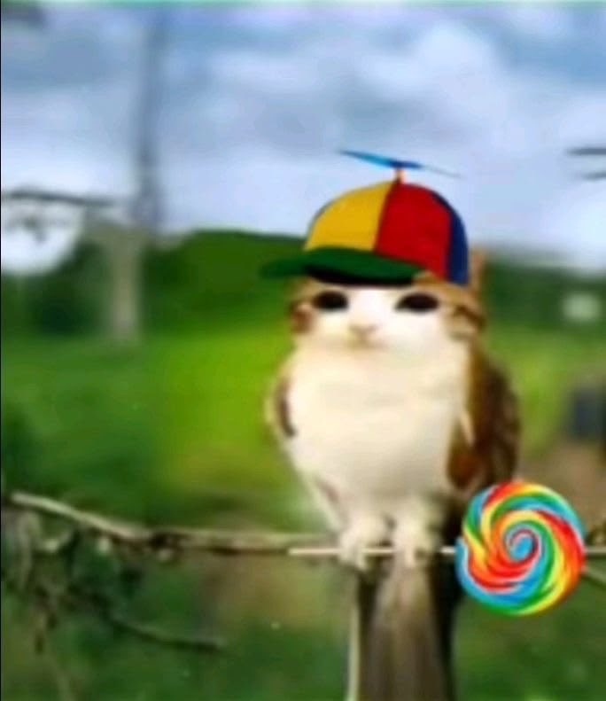 benzz100x's tweet photo. these are meowl 🐱🦉 pictures https://t.co/d6jslkdgXH