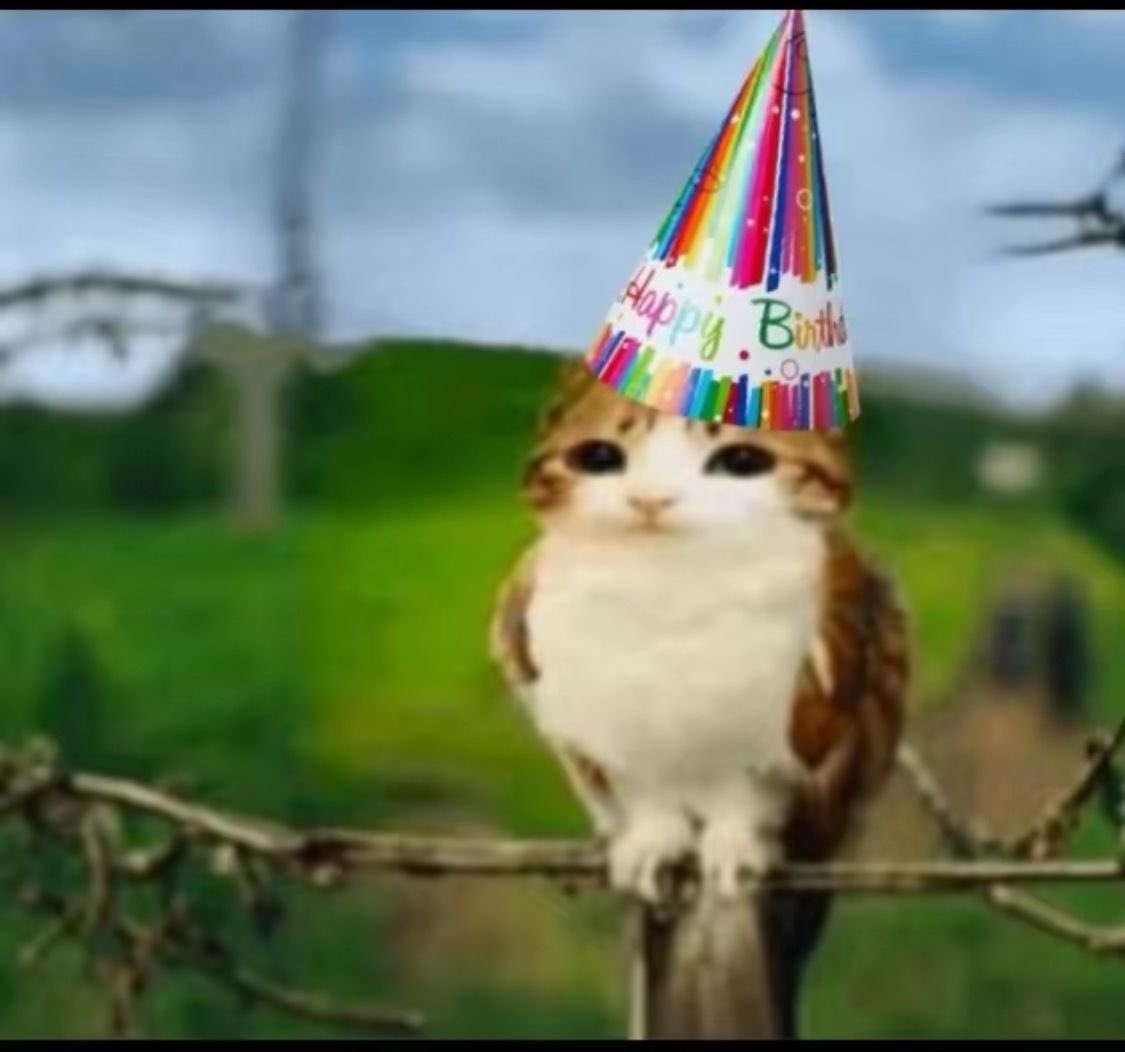 benzz100x's tweet photo. these are meowl 🐱🦉 pictures https://t.co/d6jslkdgXH