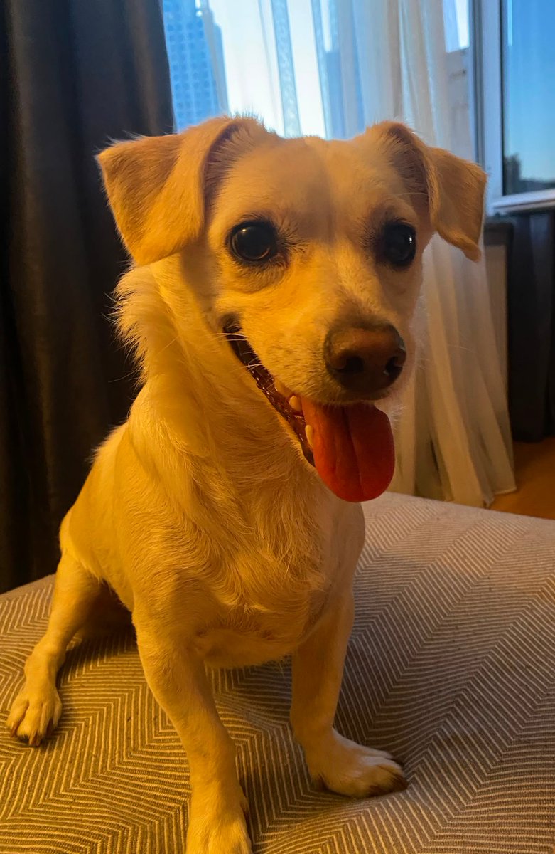 malvivemos's tweet photo. oyuncaklarını parçalayıp lamba ışığında gülümseyen mutlu ve denyo köpek mişka, sen bir mucizesin. https://t.co/GHTKfIV259