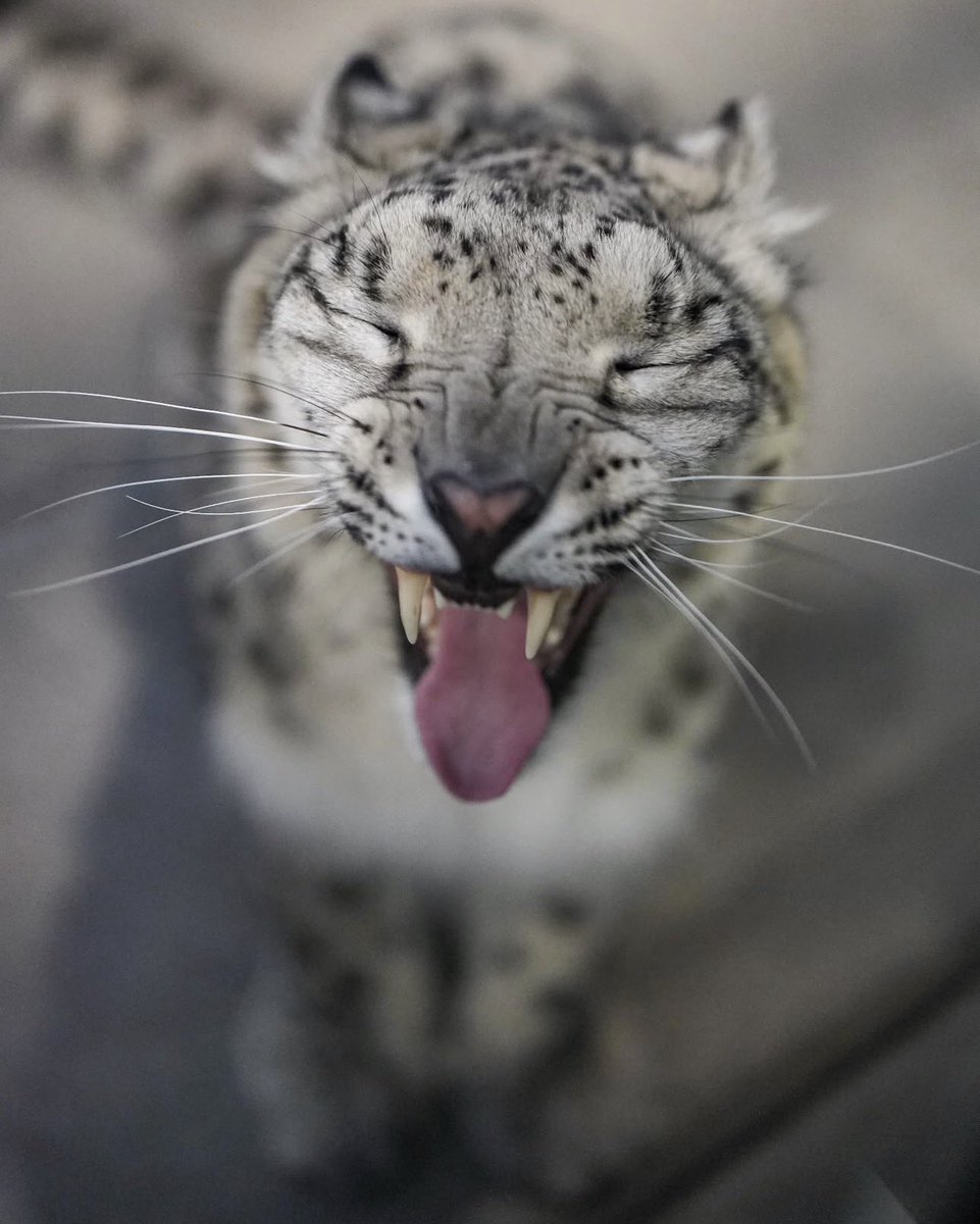 snepki's tweet photo. @bigcatburger https://t.co/llwo8mqj3g